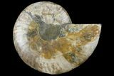 Cut Ammonite Fossil (Half) - Agatized #97756-1